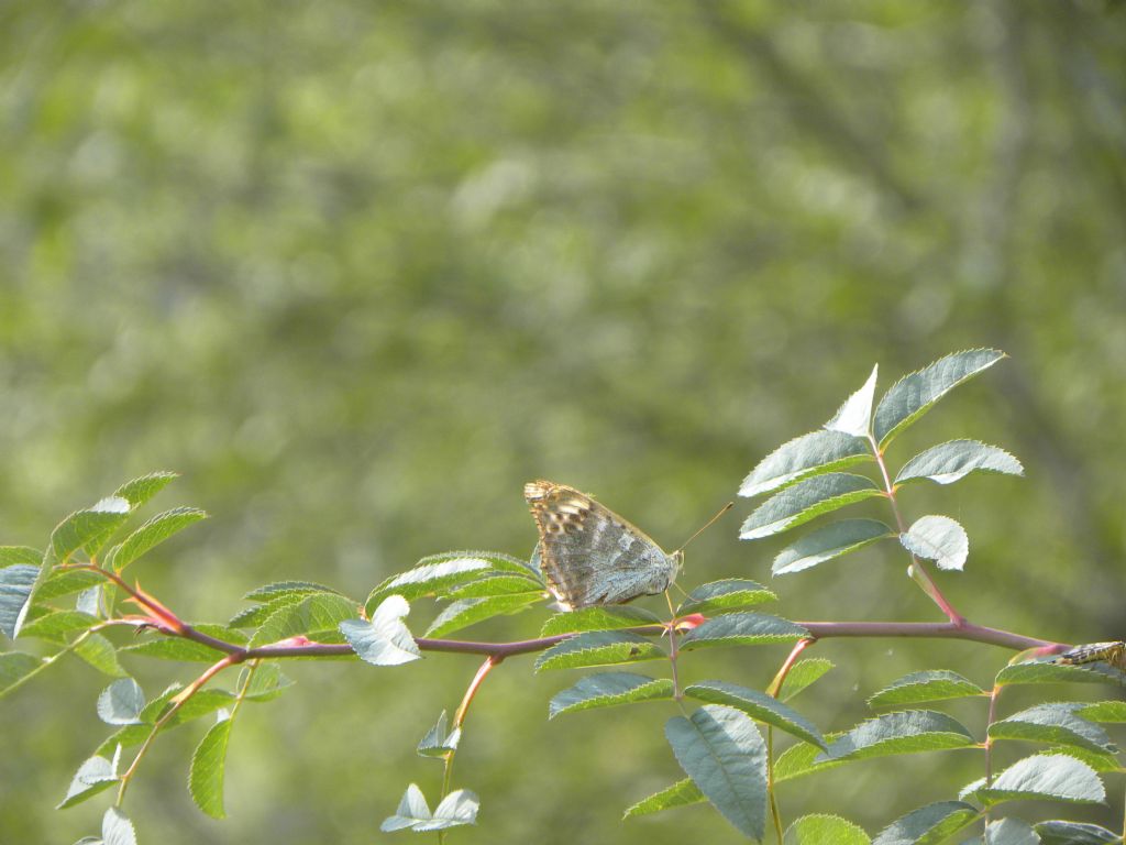 Argynnis paphia